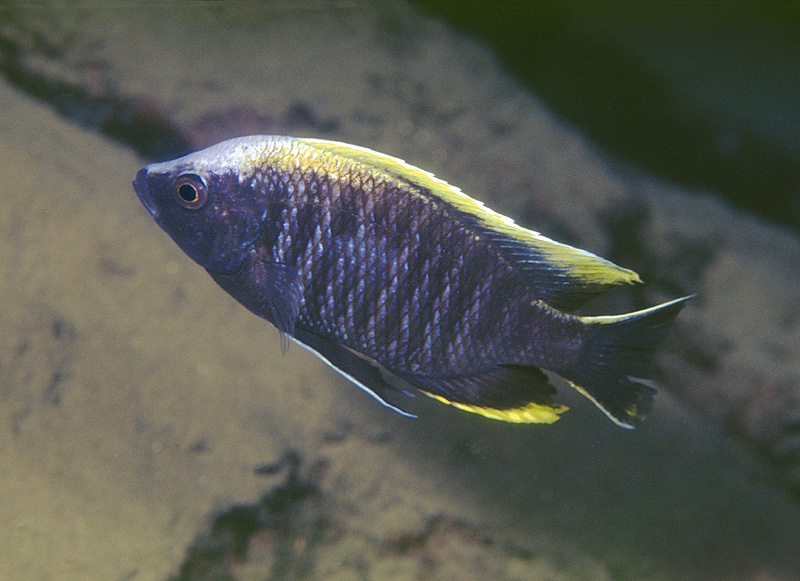 Copadichromis geertsi 'Gome'
